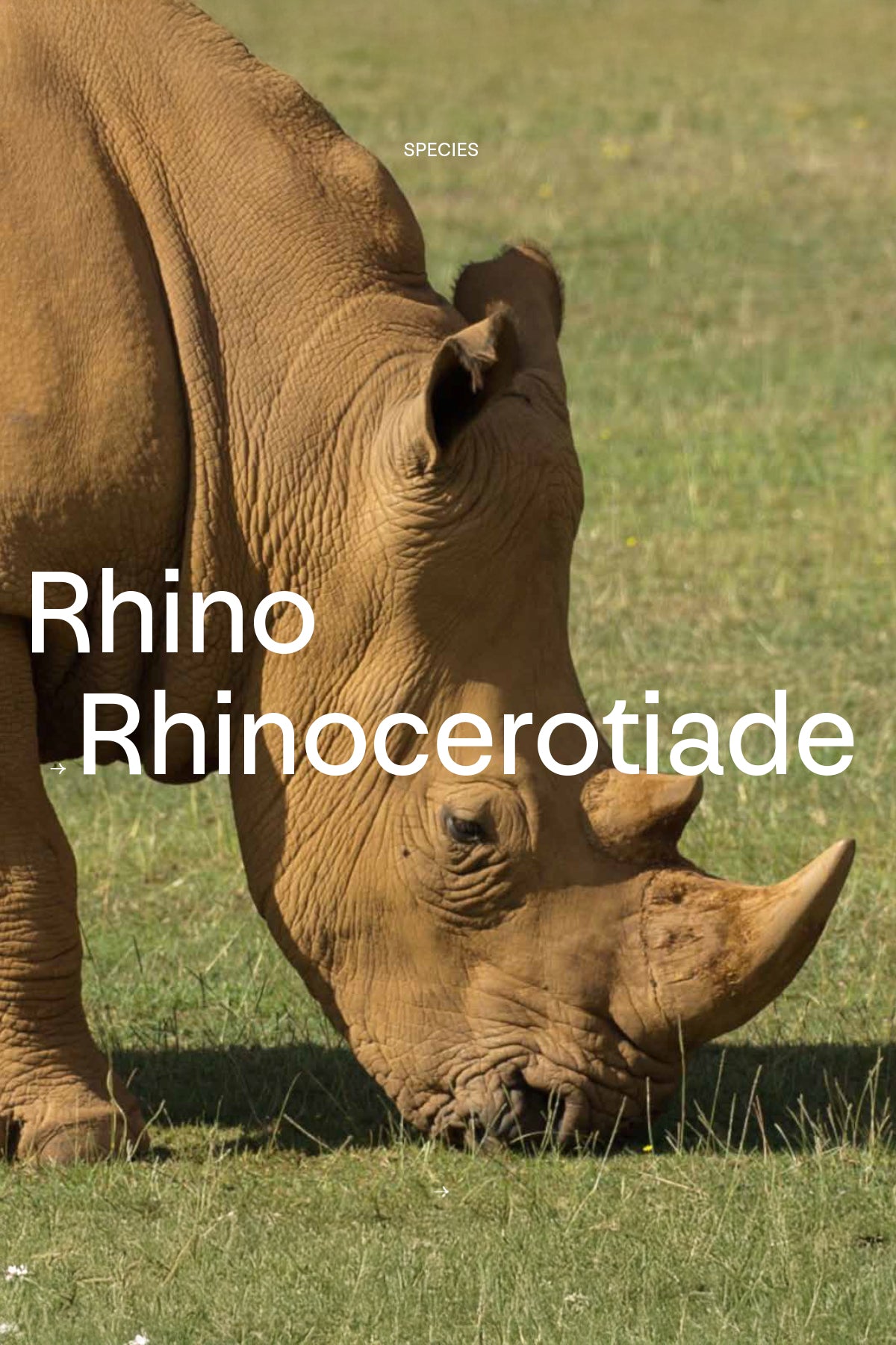 Branding for WWF Market